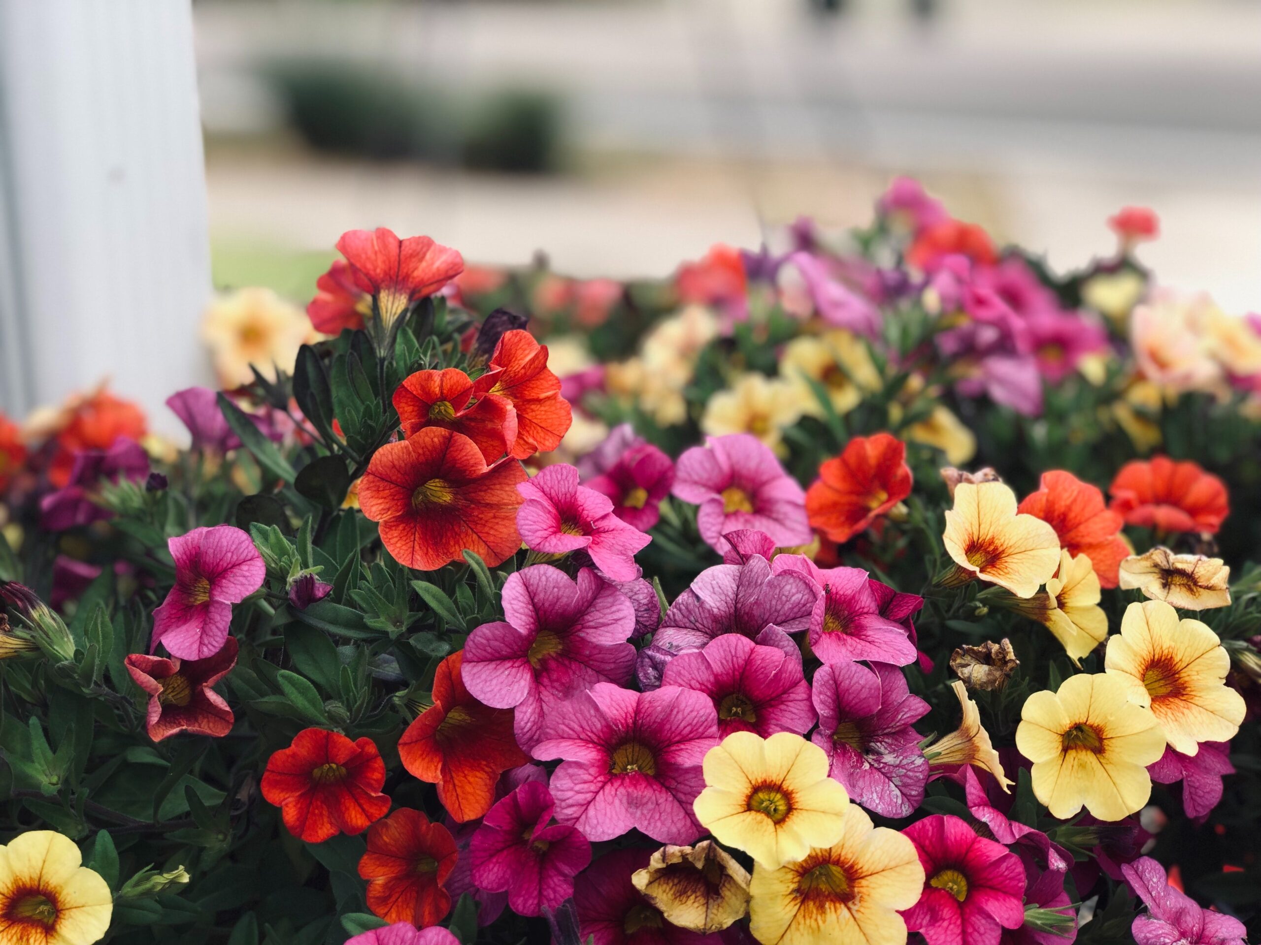 Jardinières encastrées Petunia