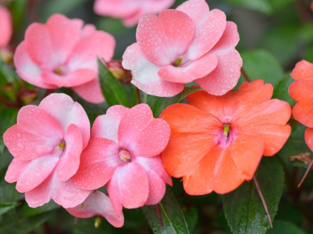 Meilleures fleurs pour contenants de patio impatiens
