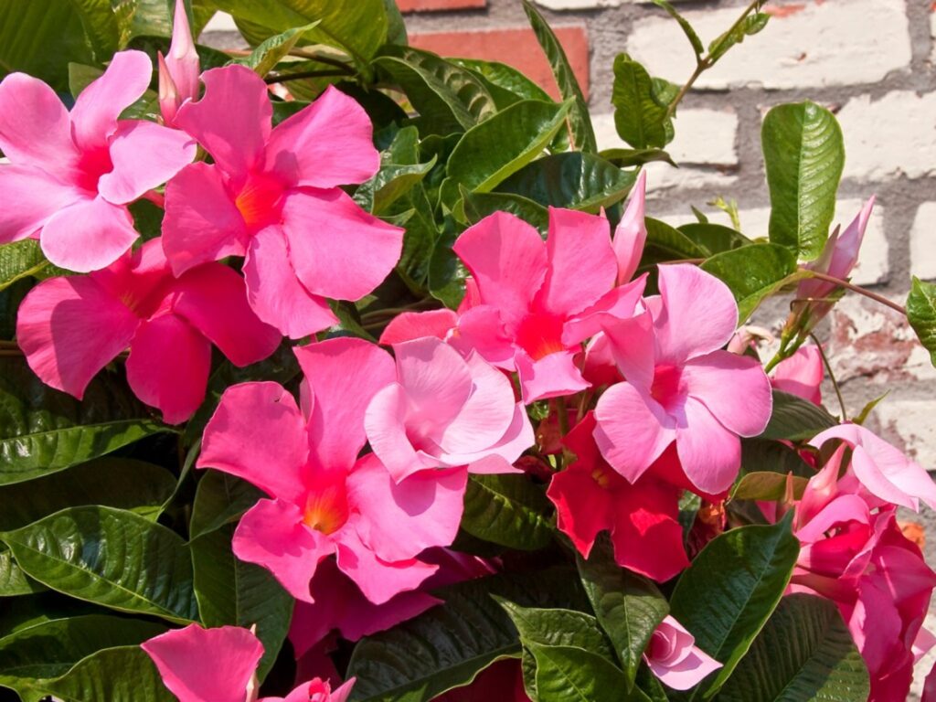 Comment décorer une terrasse ou un patio avec des fleurs Mandevilla
