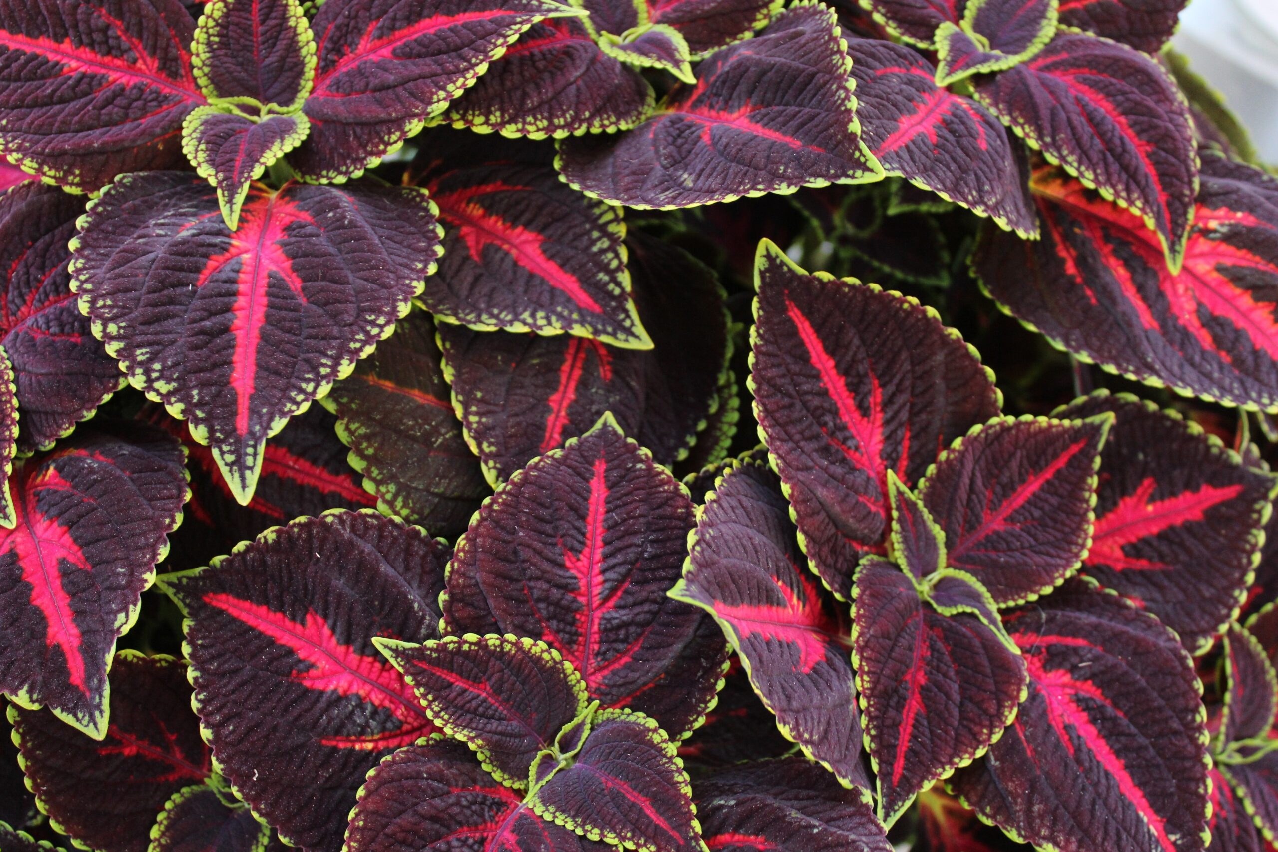 Journée nationale de plantation de fleurs, coleus